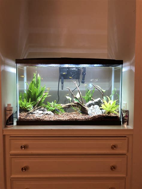 29 gallon tank setup|More.